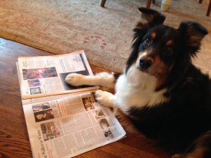 Brownie reading the Gazette