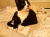 cat-on-book_3754781003_o