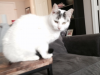 doves-looking-for-her-purever-home_16077813784_o
