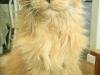meowzie_11611278926_o