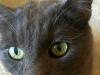 saba-blue-russian-male-very-friendly_14899936279_o