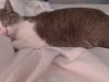 sleeping-yuki_10438651944_o