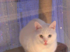 snowball_16698851441_o