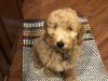 bailey