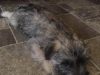 murphy