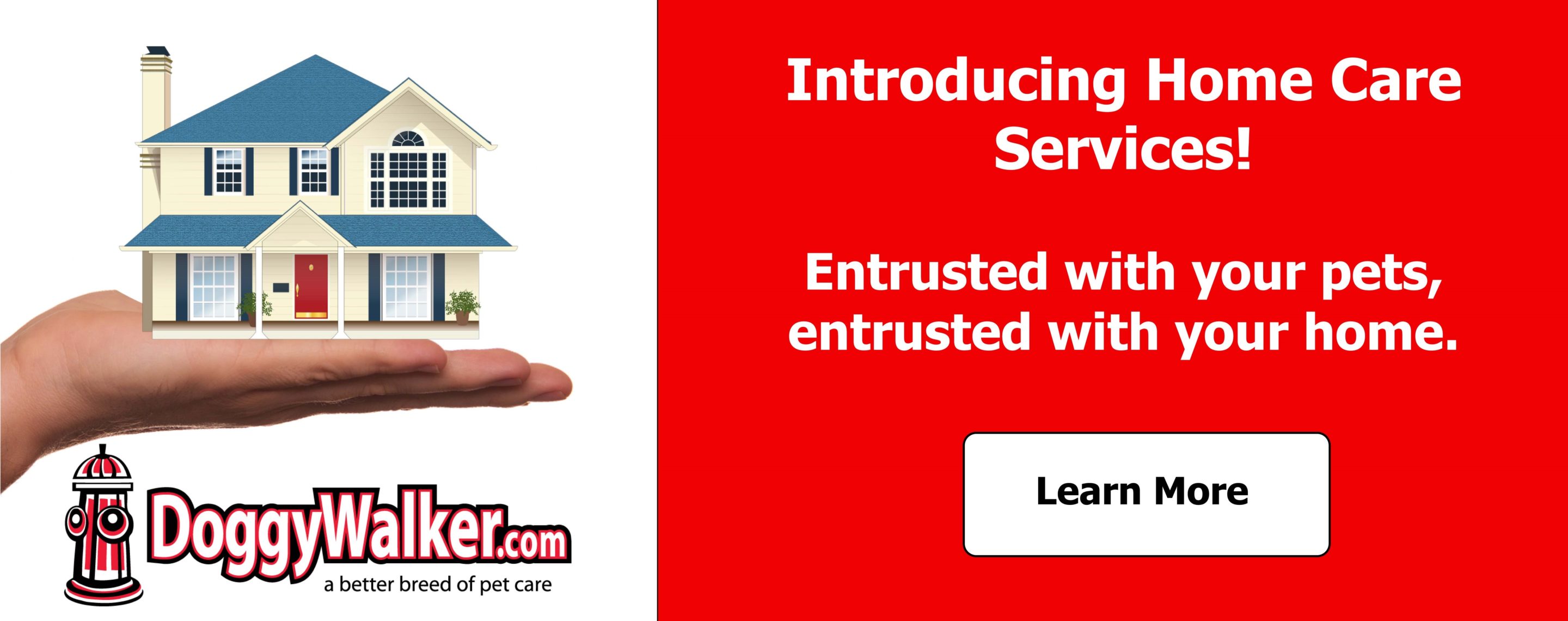 dog walking companies near me